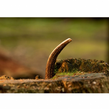 Viking Antler Hard Rothirschgeweih M